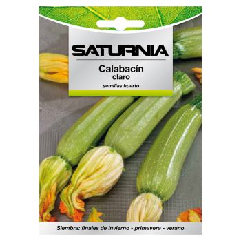 Semillas Calabacin Claro (5 gramos)