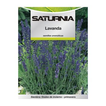 Semillas Aromaticas Lavanda (0.5 gramos)