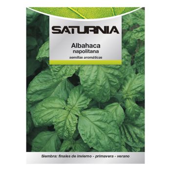 Semillas Aromáticas Albahaca Gigante (5 gramos)